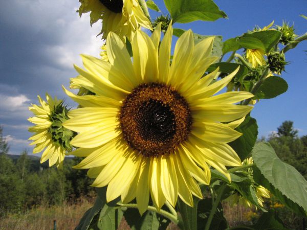 sunflowerresized.jpg